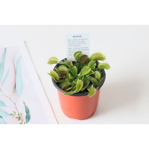 파리지옥으로 쾌적하고 안전한 여름을!