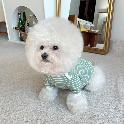 伴侶  寵物產品  小狗  貓  組合使用  服裝  T卹  狗  狗  狗
