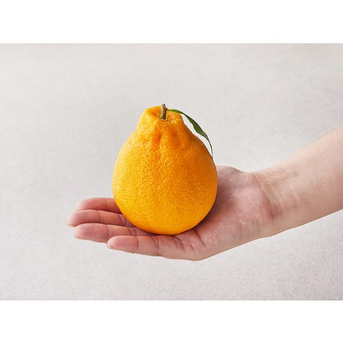 신선한 한라봉과 달콤한 과즙을 즐겨보세요.