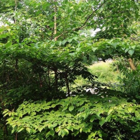 삭막한 베란다에 생기를! 층층나무 실생 2년, 직접 키워본 후기 (내돈내산) 층층나무