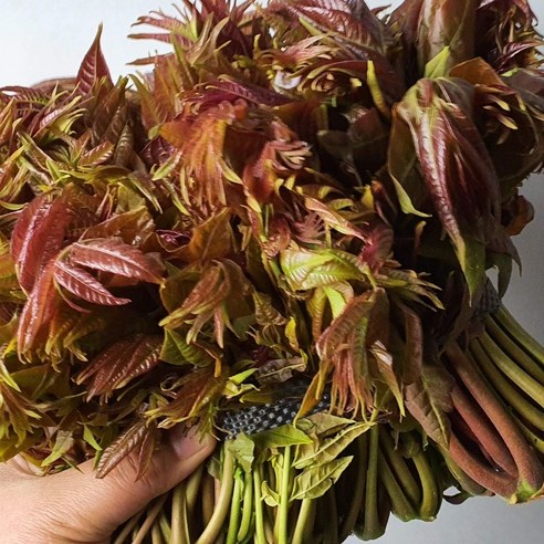 지리산 가죽나물: 봄의 신선함과 건강의 선물