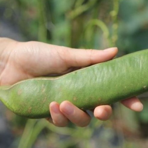 하루 한 잔으로 건강을 챙기세요! 하루한티 무농약 작두콩차