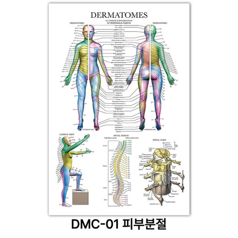 NEW 근육 해부학 포스터, DMC-01 피부분절