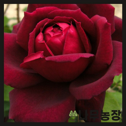 유럽사계덩굴장미 흑장미 오클라호마 1m내외 포트 – 나무농장 장미나무 유럽사계덩굴장미 흑장미 오클라호마 1m내외 포트 – 나무농장 장미나무