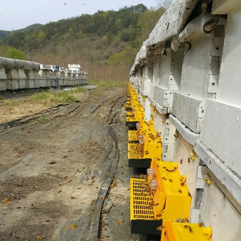 지리산의 숨결, 허니랜드 아카시아꿀로 만나는 달콤한 선물