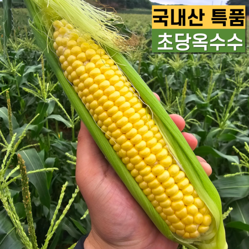 국내산 햇 초당옥수수 17brix 특품, 1박스, 20개입 (특품 14cm 이상)