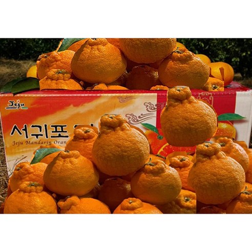 [황금농원] 고당도 하우스 한라봉 3kg, 5kg, 대과 선물세트 5kg (14~16과) 하귤