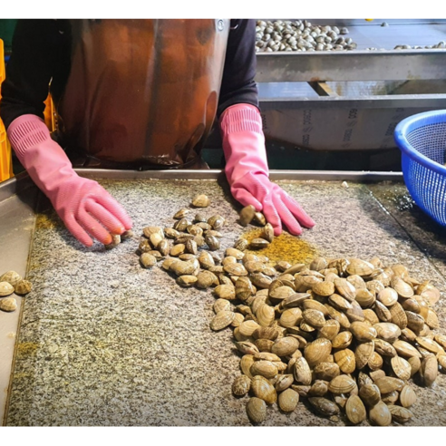 6시내고향 홍보장사 만만세 고창 동죽 조개, 1개, 5kg