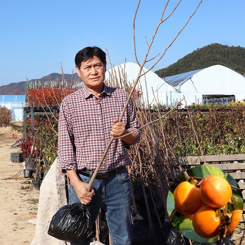 풍요로운 가을을 정원에 심다: 감나무 묘목으로 시작하는 달콤한 결실의 꿈 감나무묘목