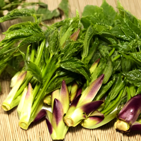 자연이 선사하는 봄의 활력, 무농약 엄나무순 개두릅