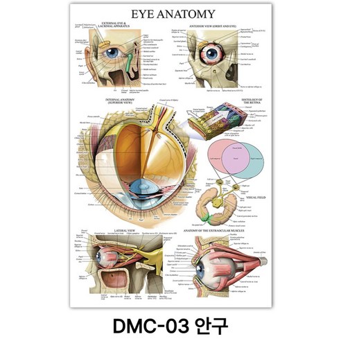 NEW 근육 해부학 포스터, DMC-03 안구