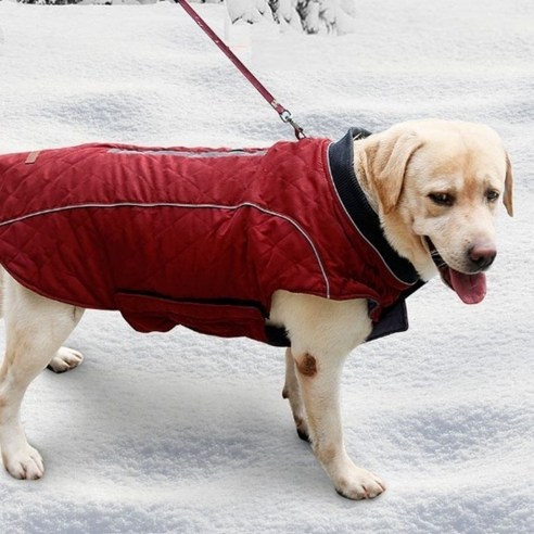반려견과 함께하는 따뜻한 겨울