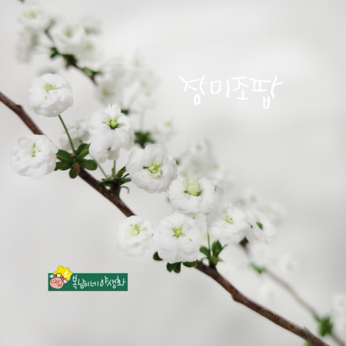 장미조팝 소품 [3포트 복남이네야생화 모종 꽃나무 조팝나무 spiraea] - 꽃모종 | 쿠팡