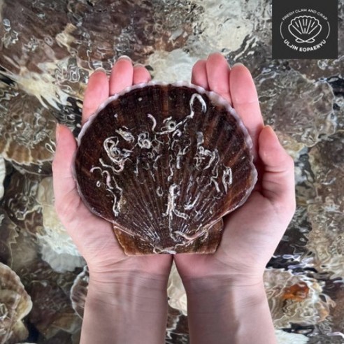 싱싱한 대왕 일본산 참가리비 1kg 캠핑 조개구이 해감조개 조개요리