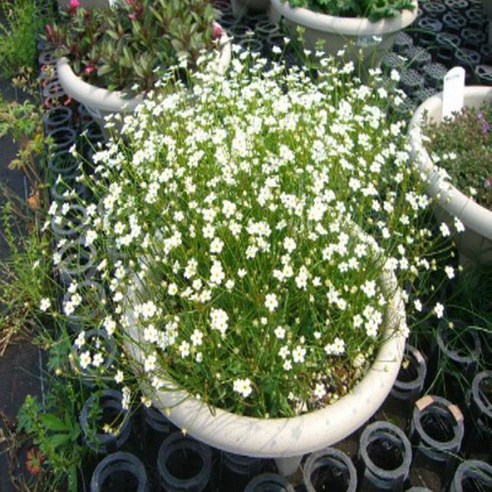 삭막한 일상에 꽃 한 줌, 애기봄맞이 씨앗으로 유럽 감성을 더해보세요 봄맞이꽃