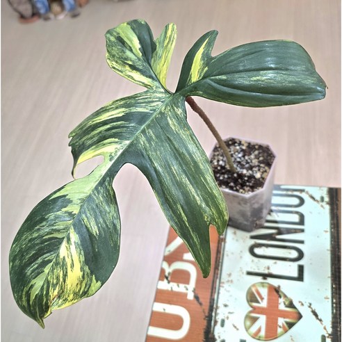 초록빛 예술 작품, 필로덴드론 플로리다 뷰티 바리에가타로 당신의 공간을 특별하게!