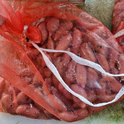 갯벌의 활력을 담은 신선한 바다의 선물, 자연산 참개불 회