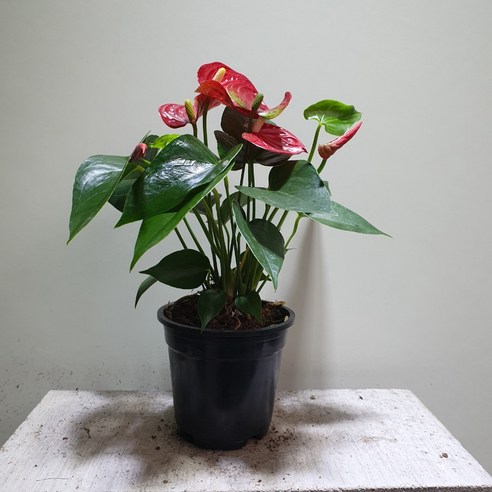 붉은 매력의 안스리움 레드, 공간에 생기를 불어넣다