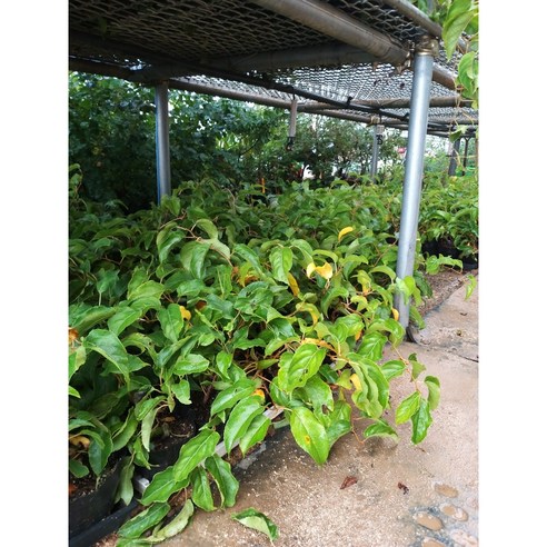 향수묘목농원 왕다래(용성2호)로 달콤한 정원을 완성하세요!