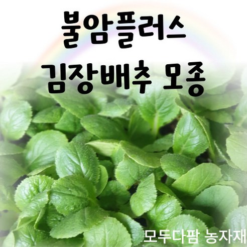 모두다팜 불암플러스 128구 김장배추모종 불암배추모종 노랑배추 배추모종 1판, 불암플러스 배추모종 (128구) 1판, 1개