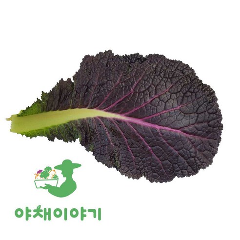 야채이야기 싱싱한 적겨자 1kg 적겨자잎 겨자잎, 1개, 1kg