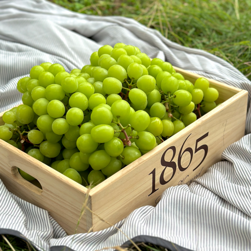수출용 샤인머스켓 18brix 이상 2kg 4kg, 수출용 샤인머스켓 4kg, 1개