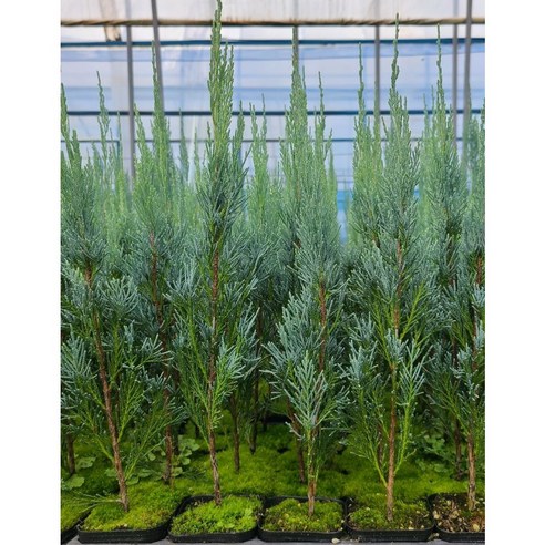 블루엔젤 묘목으로 아름다운 울타리 만들기