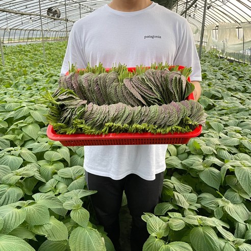 깻잎 싱싱함이 오래가는 우리집 밀양 깻잎, 1박스, 1kg