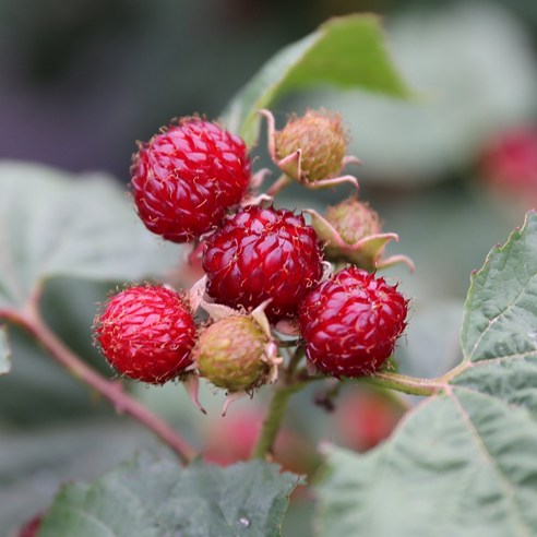 장기 햇 산딸기(생과) 1kg, 1개