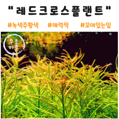 독특한 수중 정원, <수초마을>의 레드 크로스 플랜트 관상새우