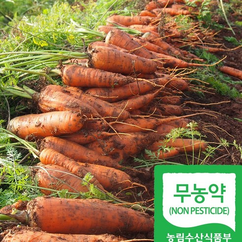 국내산 무농약 햇당근 정품사이즈 친환경 당근, 1box, 10kg