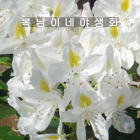 시들지 않는 우아함, 만병초 화이트 마담메종으로 당신의 공간에 생기를 불어넣으세요 만병초