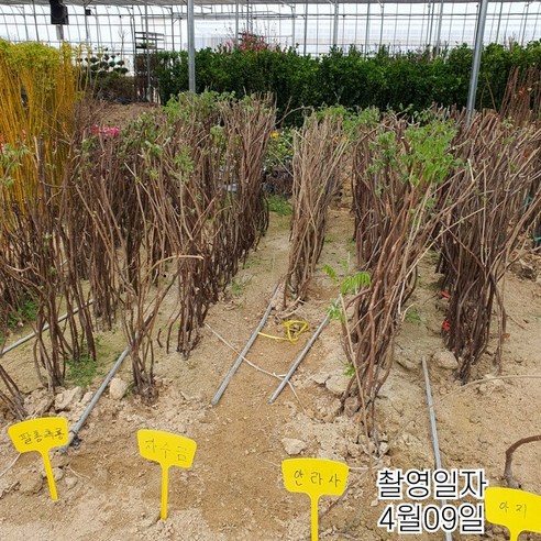 2년 접목 특묘 캐동각 등나무로 실패 없이 풍성한 꽃을!