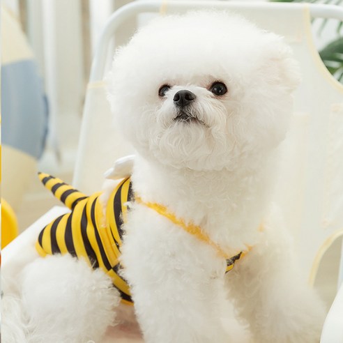 리빙공감 댕댕 강아지 물놀이 수영복 비키니, 꿀벌