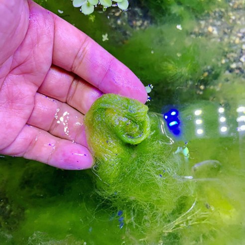 물갈이 스트레스 없이 즐기는 나만의 작은 정원, 무환수 자동청소 베타 어항