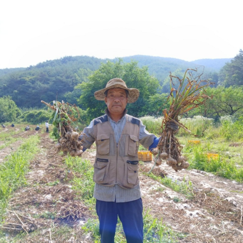 창녕 햇마늘 직접 재배한 100% 국산 홍산마늘 육쪽마늘 저장마늘 통마늘 한 접(100개) 반 접(50개), 대 짜(지름5cm이상), 1개, 한접(100개) 육쪽마늘종자