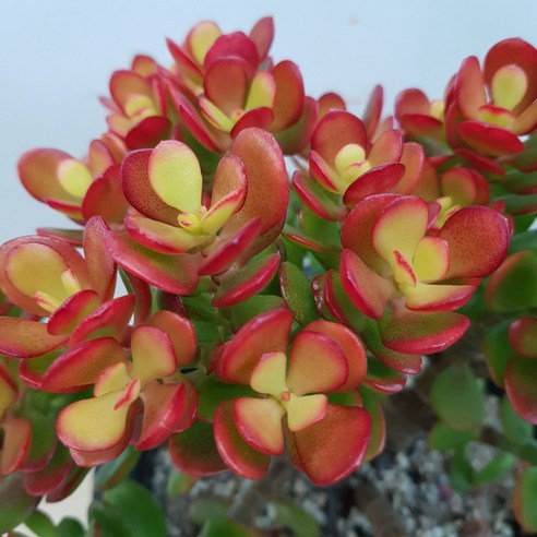 동글동글한 묵은둥이 미니염자, 꽃처럼 아름답고 번식력 좋은 다육식물