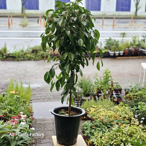 공간에 생기를 불어넣는 예술, 킹벤자민 대만킹 벤자민나무