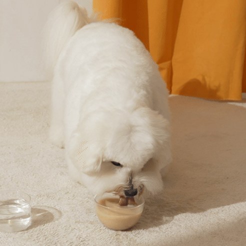강가지의 건강과 활력을 위한 비타민 넘치는 음료