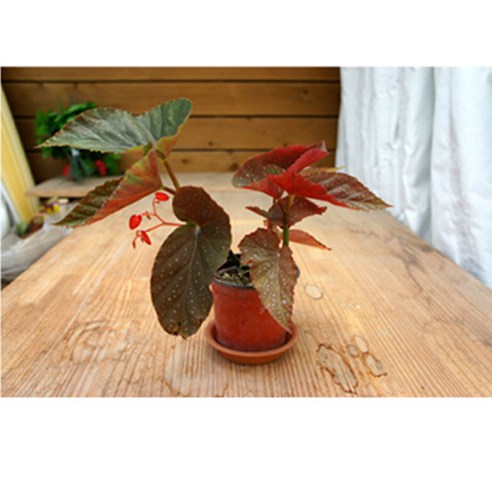 그린플랜트 공기정화식물 목베고니아(색상품종랜덤) 1+1