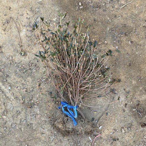 영산홍 묘목 하나로 삭막한 베란다에 생기를 불어넣으세요!