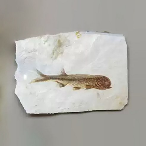 물고기 실물 화석(보관케이스포함)지층과 화석