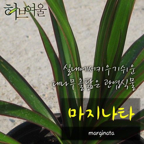 [허브여울공기정화] 마지나타 (키우기쉬운실내식물) 지름 9~10cm 소품 관엽화분, 1개
