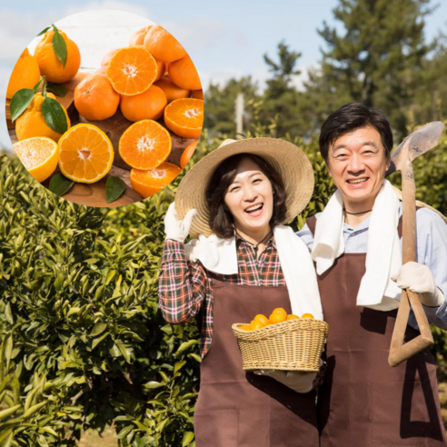 먹사부 [산지직송] 제철 제주 황금향 가정용 선물세트 선물용 과일 소 중 대과 고당도 특품 1kg 2kg 3kg 5kg 명절 설 추석 선물 세트, 황금향 선물세트 3KG