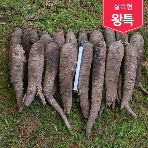 제주흙더덕 실속형 (왕특 특) 2kg~5kg, (특) 2kg, 1개 더덕나오는시기