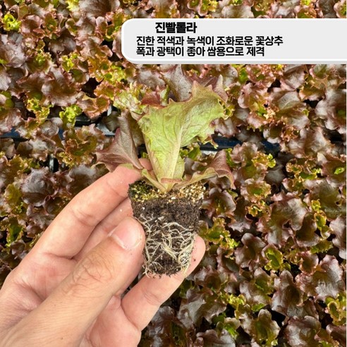 집에서 신선한 상추 키우기의 기쁨을 경험하세요.