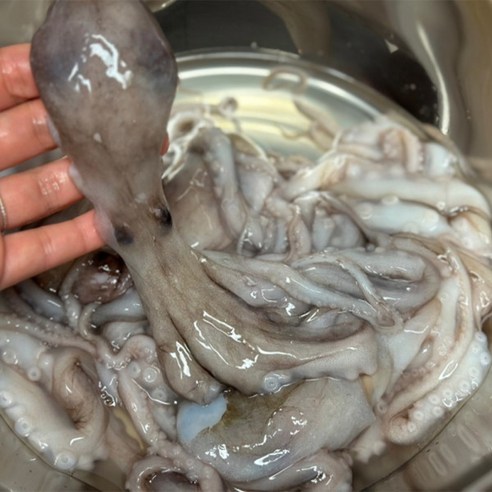 [천유] (푸드) 냉동낙지 활낙지 샤브샤브 낙지 급냉낙지 1kg, 1개