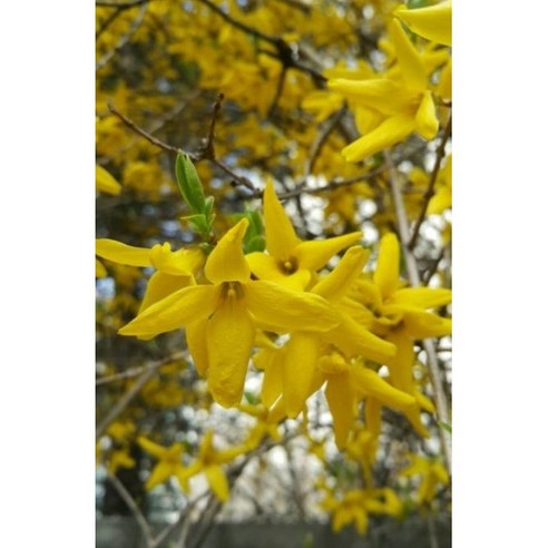 황금빛 개나리, 당신의 정원에 봄을 심다