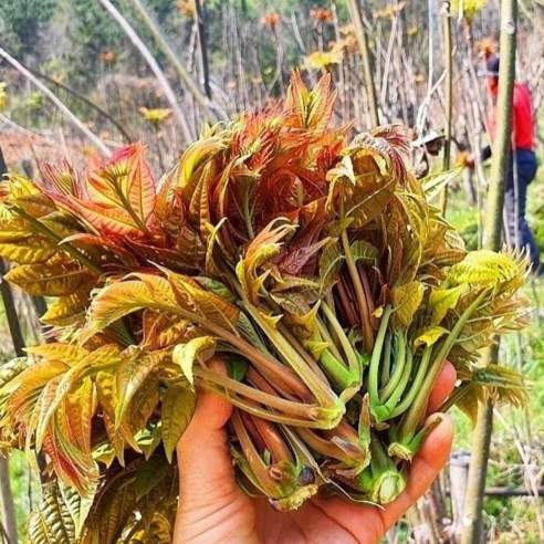 [국산]햇가죽 나물 고추장 장아찌, 5개, 400g