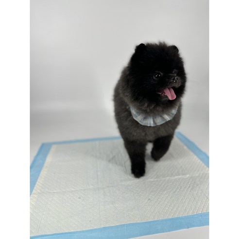 강아지의 위생적이고 편안한 배변을 위한 쇼콜라 프리미엄 배변패드